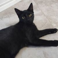 Blizzard, adorable chaton à l'adoption