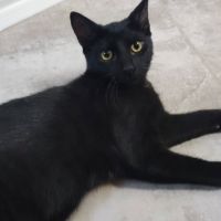 Blizzard, adorable chaton à l'adoption #2