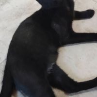 Blizzard, adorable chaton à l'adoption #3