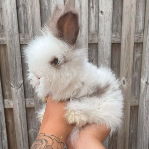 Angora anglais #0