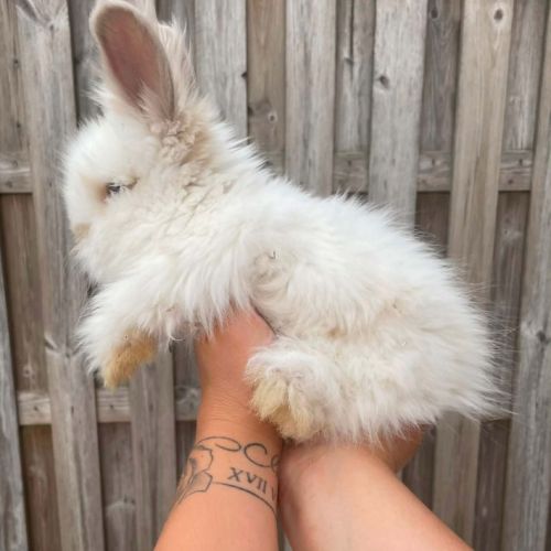 Angora anglais #2