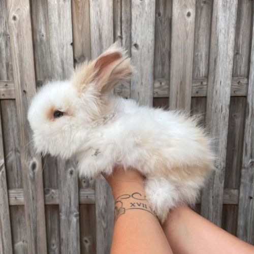 Angora anglais #4