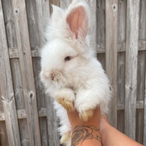 Angora anglais #5