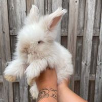Angora anglais #3