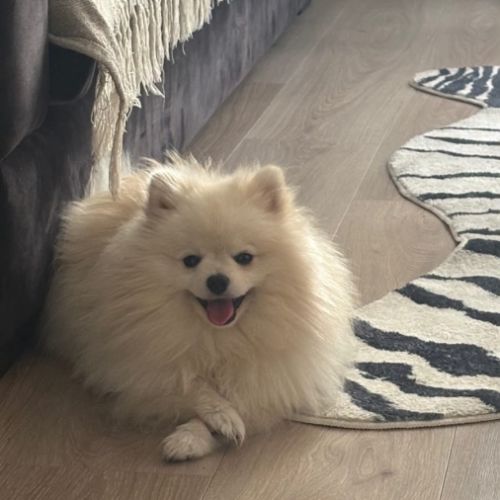 Spitz nain pomeranian #1