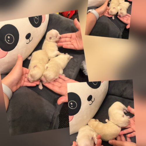 Spitz nain pomeranian
