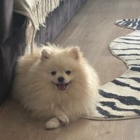 Spitz nain pomeranian #1