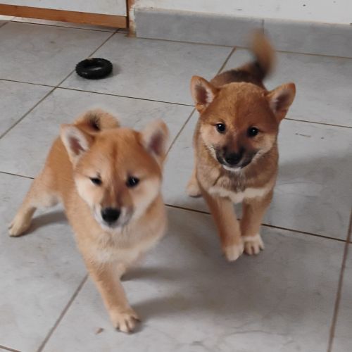 4 chiots shiba inu lof — 2 mâles et 2 femelles nés #1