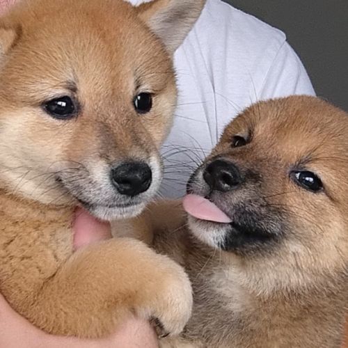 4 chiots shiba inu lof — 2 mâles et 2 femelles nés #3