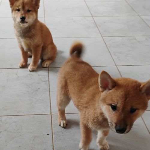 4 chiots shiba inu lof — 2 mâles et 2 femelles nés #0