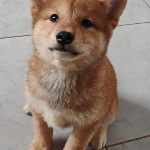 4 chiots shiba inu lof — 2 mâles et 2 femelles nés #7