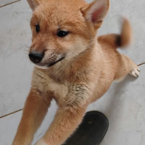 4 chiots shiba inu lof — 2 mâles et 2 femelles nés #8