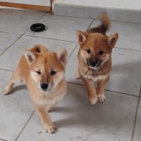 4 chiots shiba inu lof — 2 mâles et 2 femelles nés #1