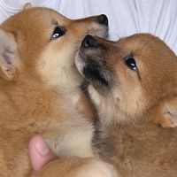 4 chiots shiba inu lof — 2 mâles et 2 femelles nés #2