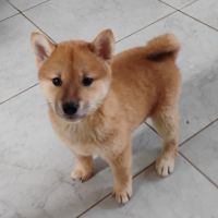 4 chiots shiba inu lof — 2 mâles et 2 femelles nés #4