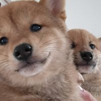 4 chiots shiba inu lof — 2 mâles et 2 femelles nés #5