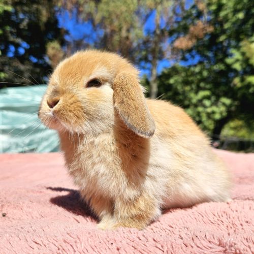 Adorables bébés minilops #0