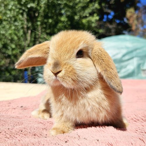 Adorables bébés minilops #4