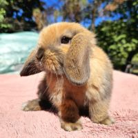 Adorables bébés minilops #2