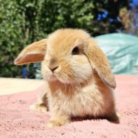 Adorables bébés minilops #4