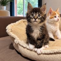 Bogoss p - chaton maine coon polydactyle