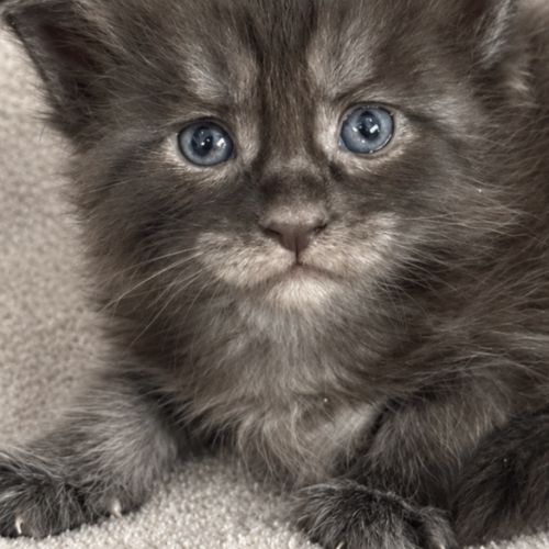 Superbe chaton maine coon femelle loof