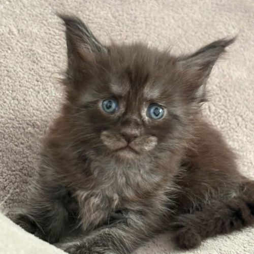 Superbe chaton maine coon femelle loof
