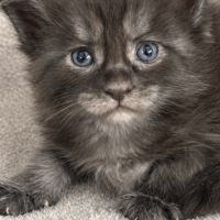 Superbe chaton maine coon femelle loof