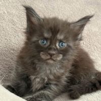 Superbe chaton maine coon femelle loof