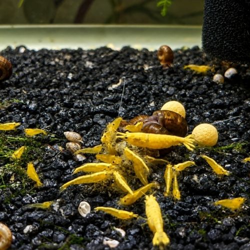 Neocaridina #1