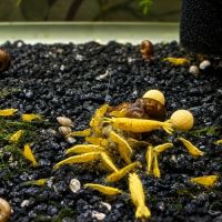Neocaridina #1