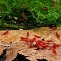 Neocaridina