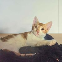 Gaston, adorable chaton à l'adoption #1
