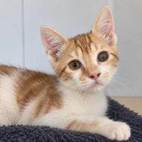 Gaston, adorable chaton à l'adoption