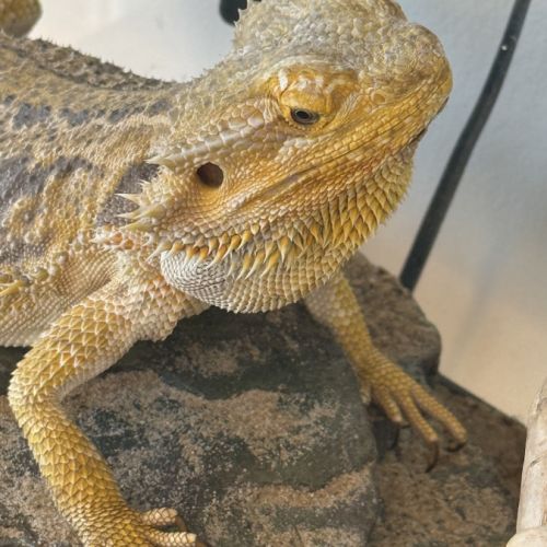 Donne pogona vitticeps