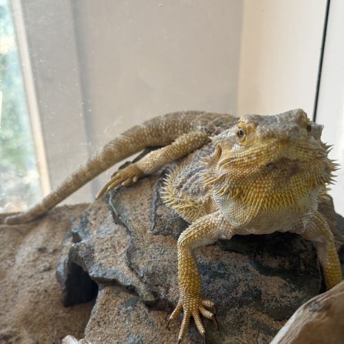 Donne pogona vitticeps #3