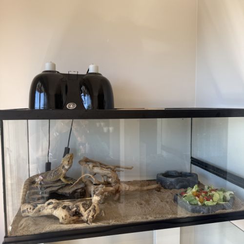 Donne pogona vitticeps #4