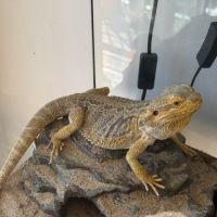 Donne pogona vitticeps #1