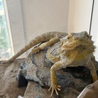 Donne pogona vitticeps #3