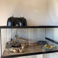Donne pogona vitticeps #4