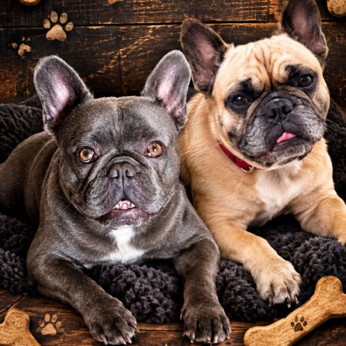 Bouledogue français #1