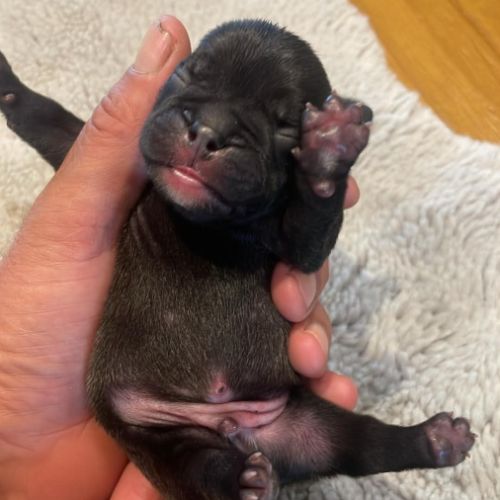 Bouledogue français #4