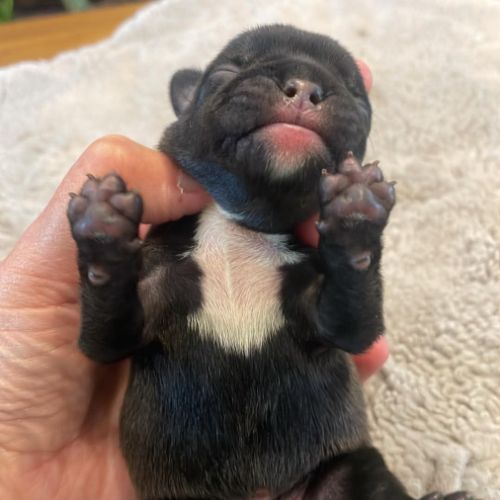 Bouledogue français