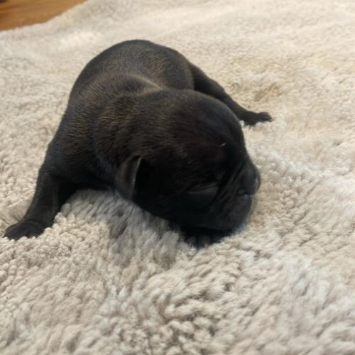 Bouledogue français #9