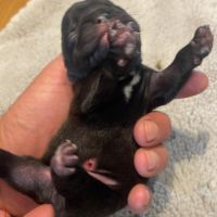 Bouledogue français #5