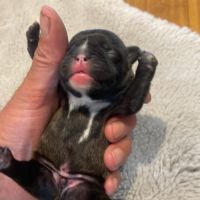 Bouledogue français #8