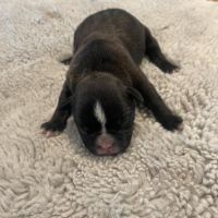 Bouledogue français #10
