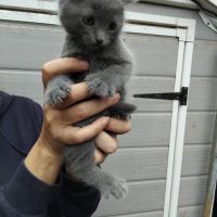 Vend chaton chartreux