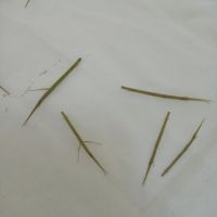 Phasmes bâtons #1