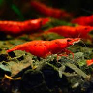 Crevettes neocaridina sakura rouge